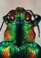Chrysochroa ocellata